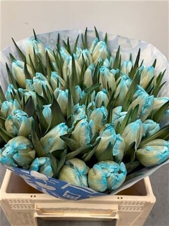 Tulp Dyed Blue Lagoon