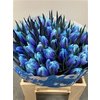 Tulp Dyed Blue Lagoon