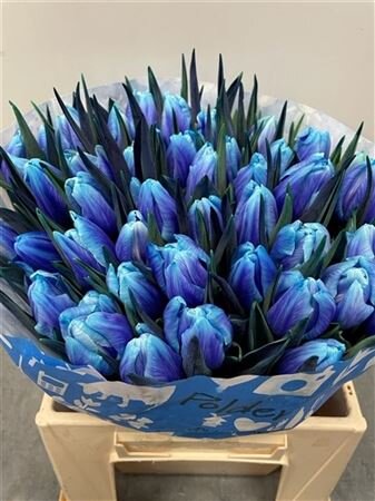 Tulp Dyed Blue Lagoon