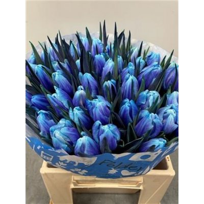 Tulp Dyed Blue Lagoon