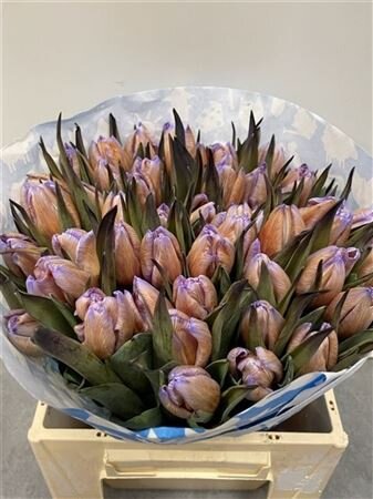 Tulp Dyed Bonaire