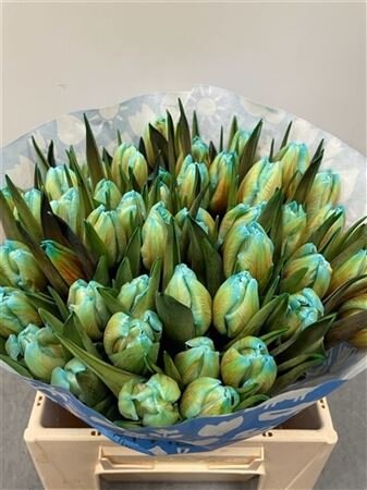 Tulp Dyed Double Mint