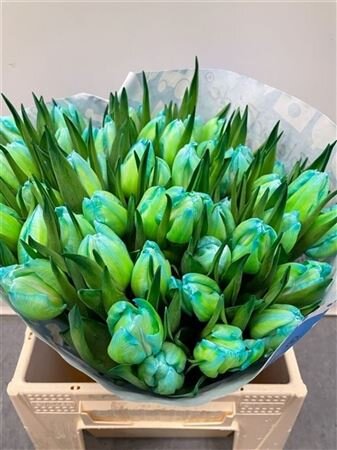 Tulp Dyed Double Mint