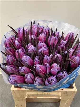 Tulp Dyed Expression