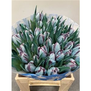 Tulp Dyed Hollandia