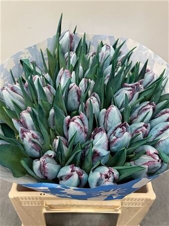 Tulp Dyed Hollandia