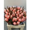 Tulp Dyed Pink