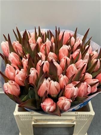 Tulp Dyed Pink