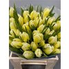 Tulp Dyed Yellow
