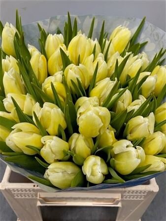 Tulp Dyed Yellow
