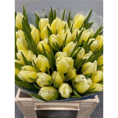 Tulp Dyed Yellow