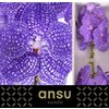 Vanda By Flower Indigo