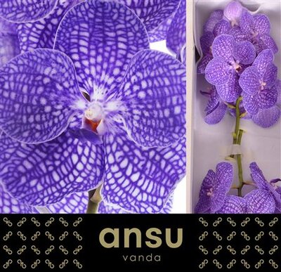 Vanda By Flower Indigo