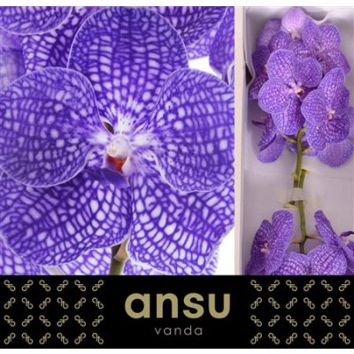 Vanda By Flower Indigo