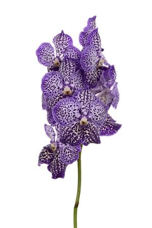 Vanda By Flower Royal Purple