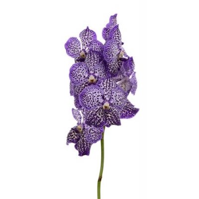 Vanda By Flower Royal Purple
