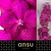 Vanda By Flower Tayanee Cerise