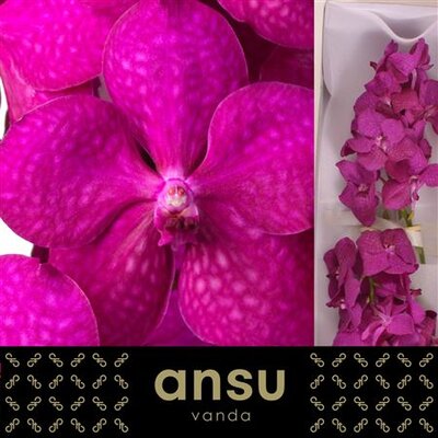 Vanda By Flower Tayanee Cerise