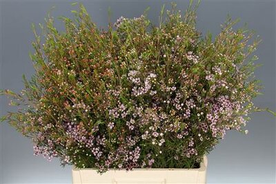 Waxflower Early Nir