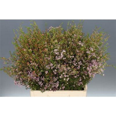 Waxflower Early Nir