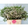 Waxflower Eve