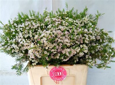 Waxflower Eve