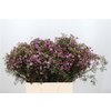 Waxflower Jupiter