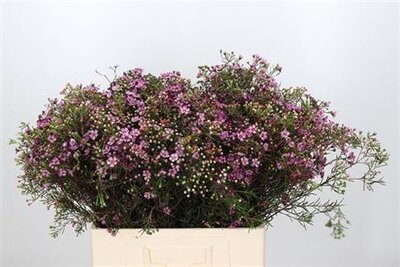 Waxflower Jupiter