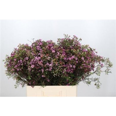 Waxflower Jupiter