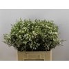 Waxflower Ofir White