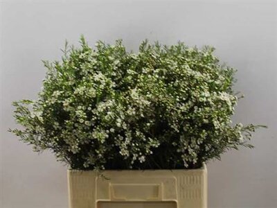 Waxflower Ofir White