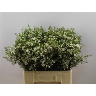 Waxflower Ofir White