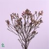 Waxflower Ov Pink