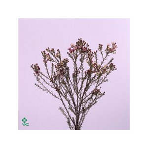 Waxflower Ov Pink