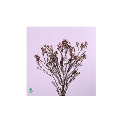 Waxflower Ov Pink