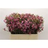 Waxflower Ov Violet