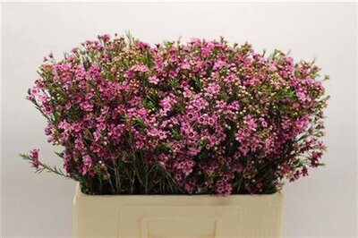 Waxflower Ov Violet