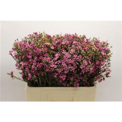 Waxflower Ov Violet