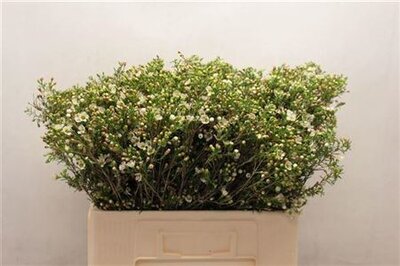 Waxflower Ov White