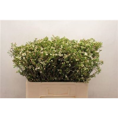 Waxflower Ov White