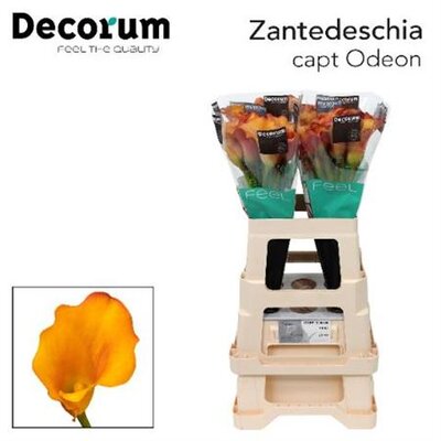 Zanted Capt Odeon Decorum