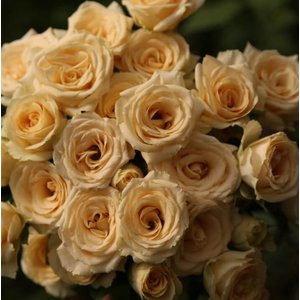 Роза кустовая Mzurrie Salinero
