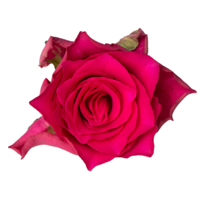 Роза Розовый Родос
