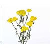 Achillea Moonshine