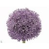 Allium Gladiator