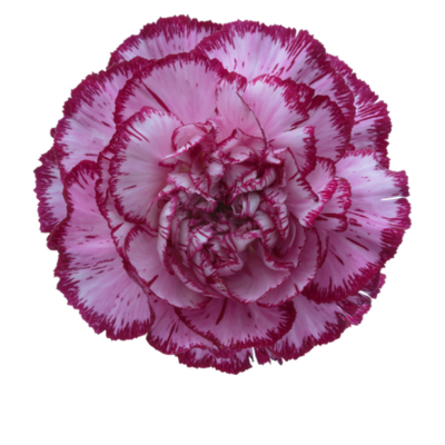 Гвоздика Bacaratpurple