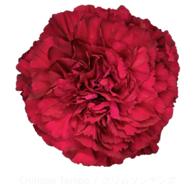 Гвоздика Crimsontempo