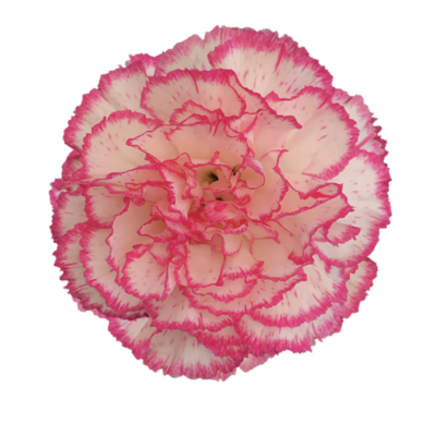 Гвоздика Komachi (Эквадор)