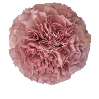 Гвоздика Legepink