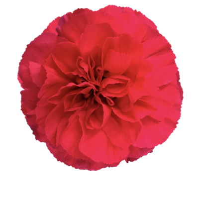 Гвоздика Mandalay